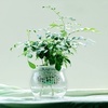 九里香如水盆栽 室内创意绿植水培花卉盆景植物 开花香味浓