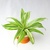 如水巴西铁小盆栽 迷你办公室室内桌面水培植物花卉 创意绿植花卉(金边铁橙斗)第2张高清大图