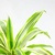 如水巴西铁小盆栽 迷你办公室室内桌面水培植物花卉 创意绿植花卉(金边铁橙斗)第3张高清大图