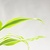 如水巴西铁小盆栽 迷你办公室室内桌面水培植物花卉 创意绿植花卉(金边铁橙斗)第4张高清大图