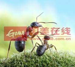 家里有蚂蚁怎么办