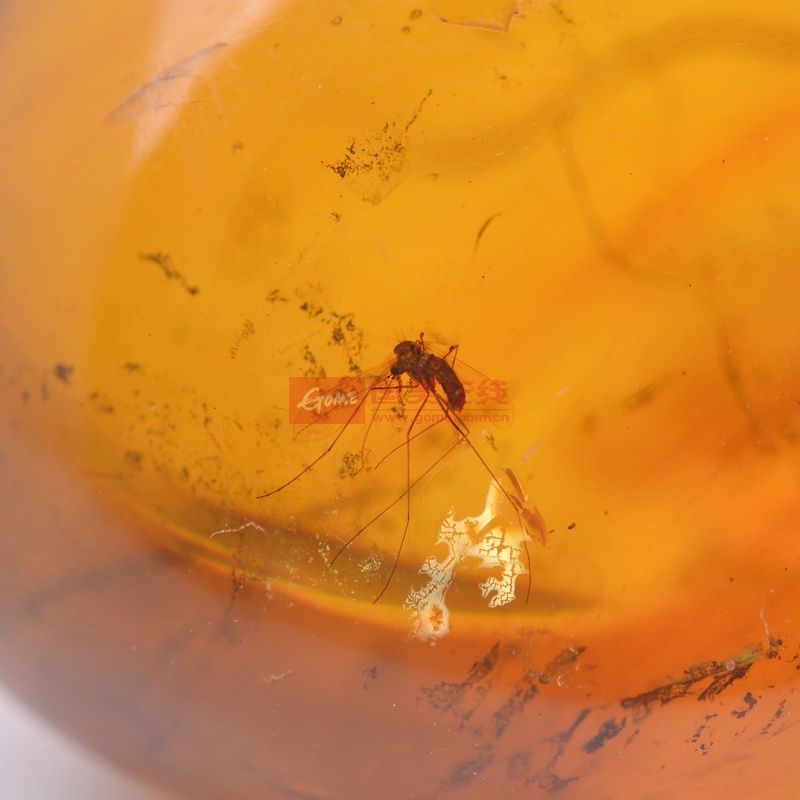 ecats 保真天然琥珀 缅甸金蓝珀 虫珀 3只虫 随型吊坠 权威证书